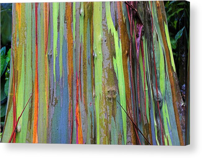 St Lucia Acrylic Print featuring the photograph Peeling Bark- St Lucia. by Chester Williams