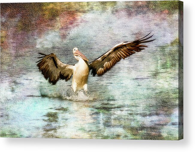 Pelicans Acrylic Print featuring the photograph Pelican art 00174 by Kevin Chippindall