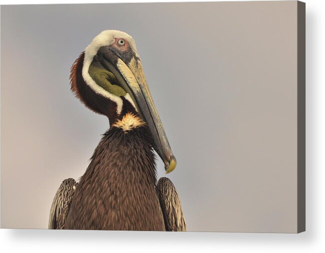 Pelican Acrylic Print featuring the photograph Pelican by Nancy Landry