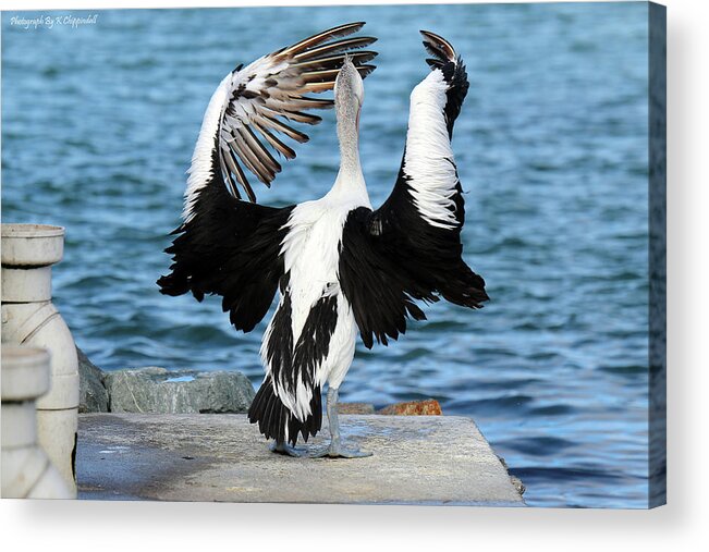 Pelicans Acrylic Print featuring the digital art Pelican Orchestra 01 by Kevin Chippindall