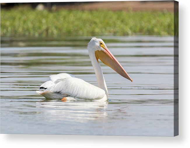 Pelican Acrylic Print featuring the photograph Pelican Out For a Swim by Tony Hake
