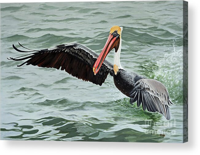 Pelican Acrylic Print featuring the painting Pelican Splash by Jimmie Bartlett