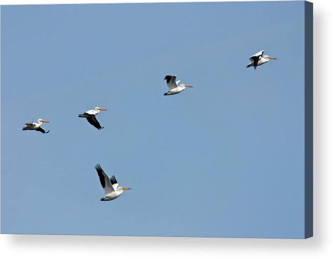 American White Pelican Acrylic Print featuring the photograph Pelican Squadron by Dawn Currie