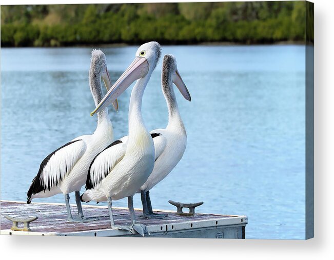 Pelicans Australia Acrylic Print featuring the photograph Pelicans 6663. by Kevin Chippindall