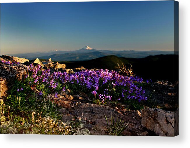 Oregon Acrylic Print featuring the photograph Penstemmon by Albert Seger