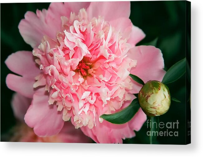 Flowers Acrylic Print featuring the photograph Peony and Bud by Kathy McClure