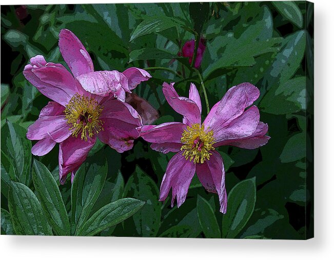 Herbaceous Peonies Acrylic Print featuring the photograph Peony's Envy 5 by Allen Beatty