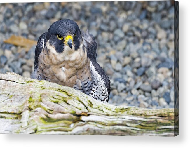 Wildlife. Bird Acrylic Print featuring the photograph Peregrine Falcon 1 by Harold Piskiel