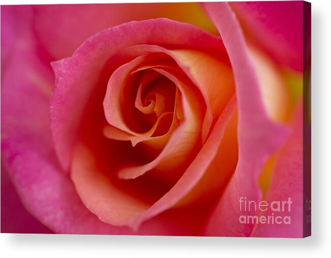 Acrylic Print featuring the photograph Perfect Moment Rose by Jeanette French