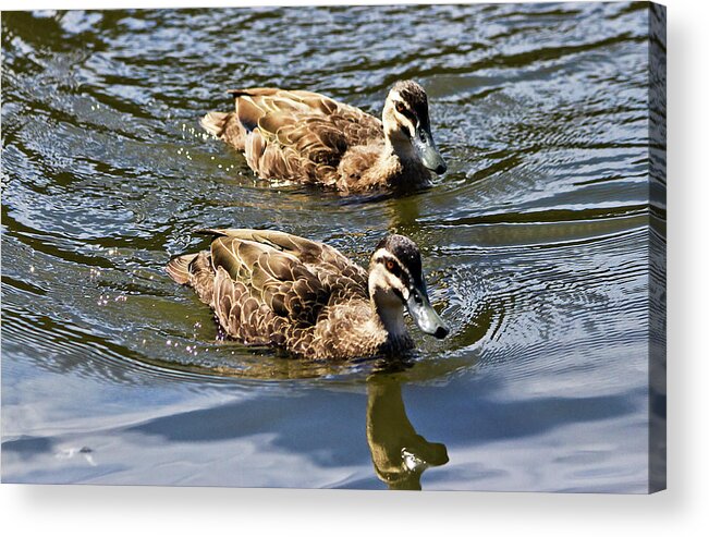 Pacific Black Duck Acrylic Print featuring the photograph Perfect Two by Miroslava Jurcik