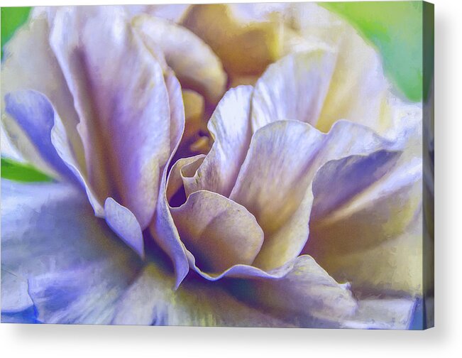 Floral Acrylic Print featuring the photograph Persian Blooming Buttercup by Julie Palencia