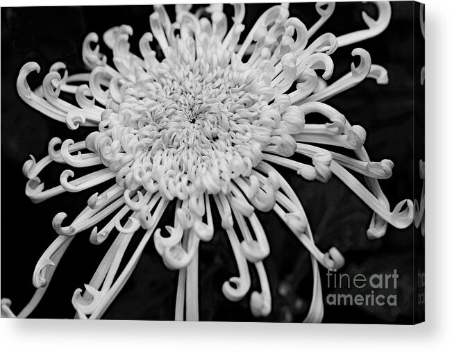 Floral Acrylic Print featuring the photograph Petal Curls II by Mary Haber
