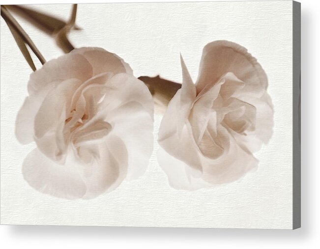 Dianthus Acrylic Print featuring the photograph Petal Soft by Leda Robertson