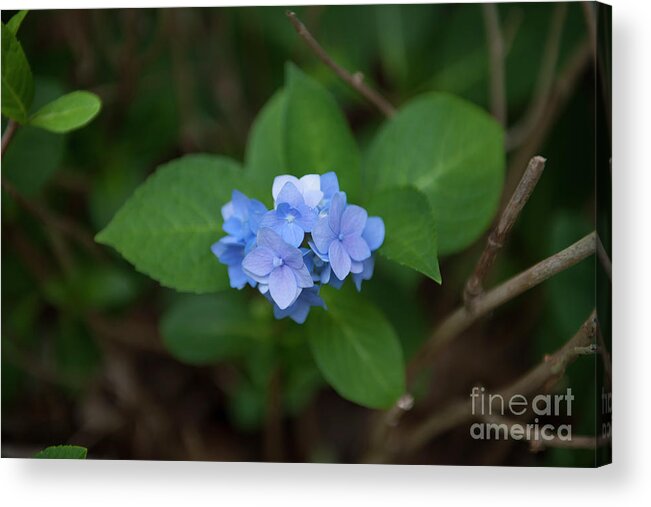 Hydrangea Acrylic Print featuring the photograph Petals and Thorns by Dale Powell