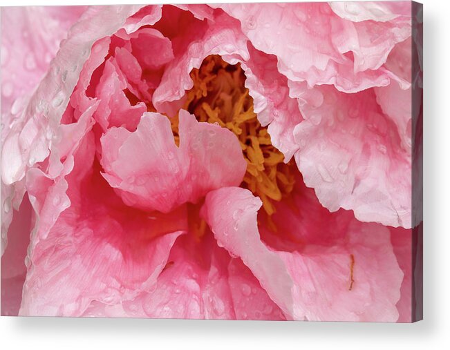 Paeonia Lactiflora Acrylic Print featuring the photograph Petals on Chinese peony abstract background by Karen Foley