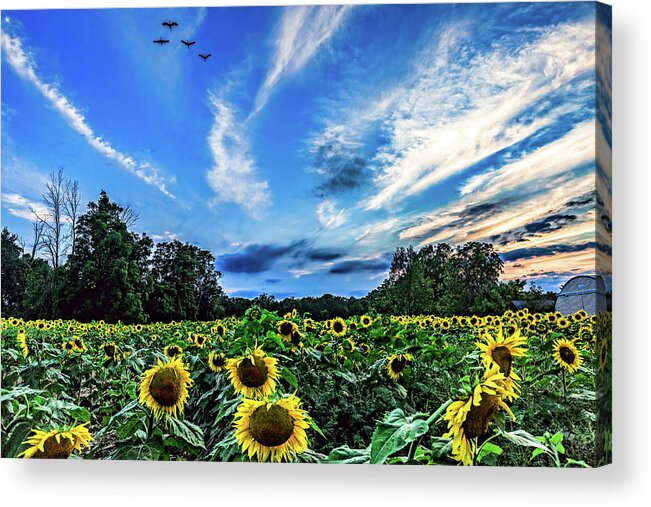 Sunflowers Acrylic Print featuring the photograph Photobomb by Joe Holley