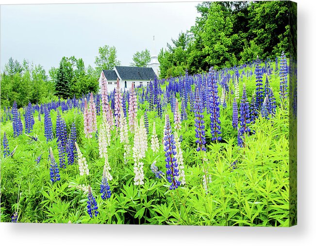 Franconia Notch Acrylic Print featuring the photograph Photographers Dream or Allergy Nightmare by Greg Fortier