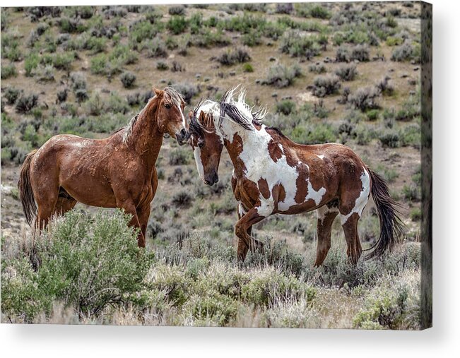 Colorado Acrylic Print featuring the photograph Picasso and Voodoo 2 by Dawn Key