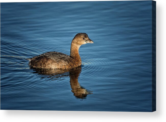 Pied Billed Grebe Acrylic Print featuring the photograph Pied Billed Grebe by Randy Hall