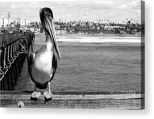 Oceanside Acrylic Print featuring the photograph Pier Pelican by Daniel Knighton