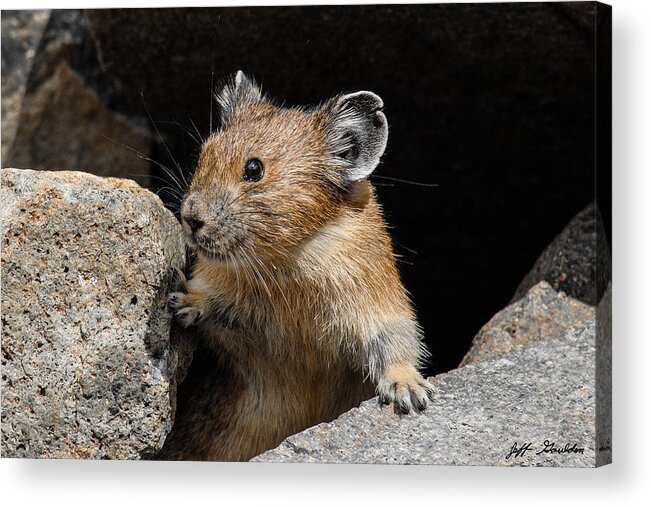 Animal Acrylic Print featuring the photograph Pika Looking out from its Burrow by Jeff Goulden