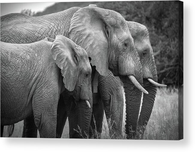 Mabula Private Game Lodge Acrylic Print featuring the photograph Pilanes National Park 9 by Erika Gentry