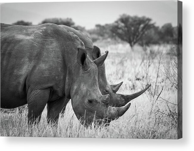 Mabula Private Game Lodge Acrylic Print featuring the photograph Pilanesburg National Park 23 by Erika Gentry