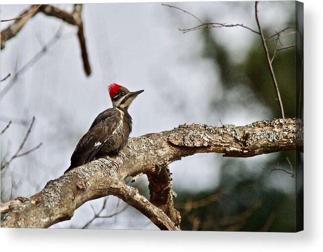 Pileated Woodpecker Acrylic Print featuring the photograph pileated Woodpecker 1068 by Michael Peychich