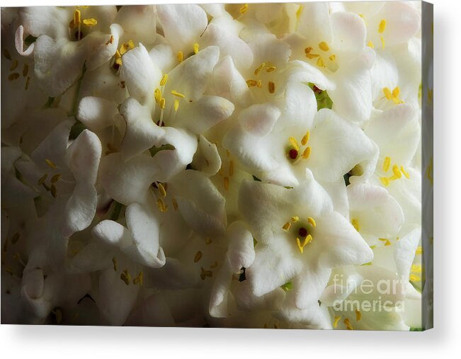 Viburnum Acrylic Print featuring the photograph Pillow Talk by Michael Eingle