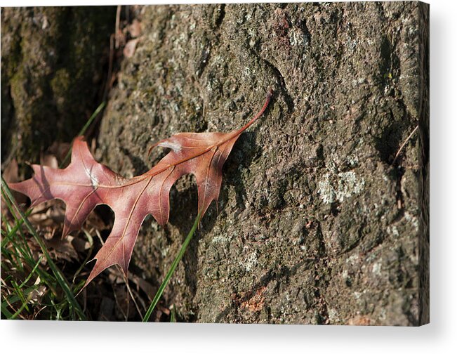 Leaf Acrylic Print featuring the photograph Pin Oak Leaf On Bark by Brian Green