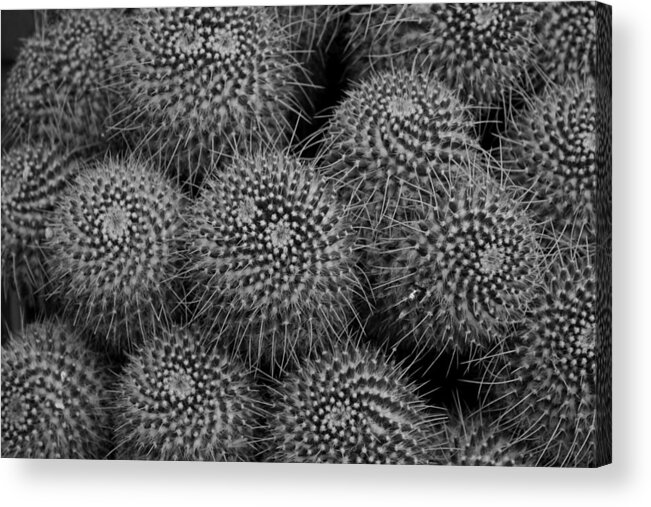 Pincushion Acrylic Print featuring the photograph Pincushion Cactus #1 by Michiale Schneider