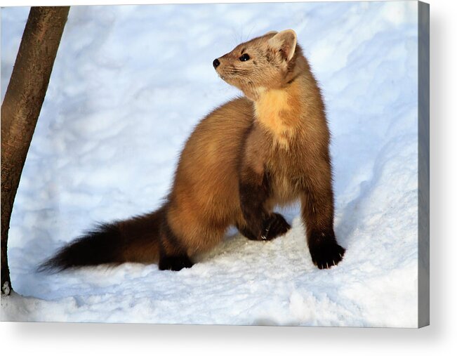 Wildlife Acrylic Print featuring the photograph Pine Martin by Gary Hall