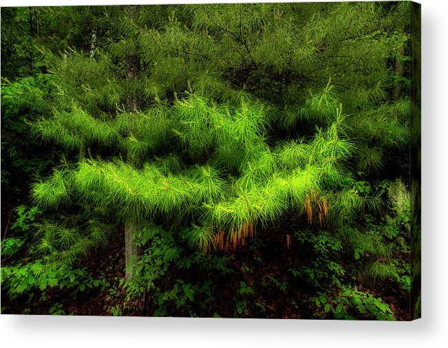 Pine Tree Acrylic Print featuring the photograph Pine by Mike Eingle