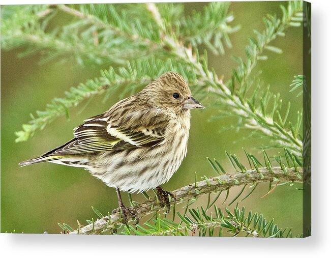 Pine Siskin Acrylic Print featuring the photograph Pine Siskin 011 by Michael Peychich
