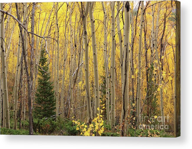 Aspens Acrylic Print featuring the photograph Pine Tree Among Aspens 4873 by Jack Schultz