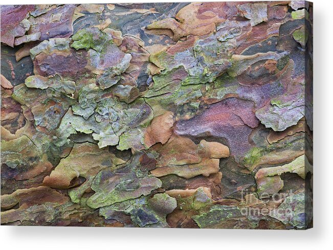 Pine Tree Acrylic Print featuring the photograph Pine Tree Bark by Tim Gainey