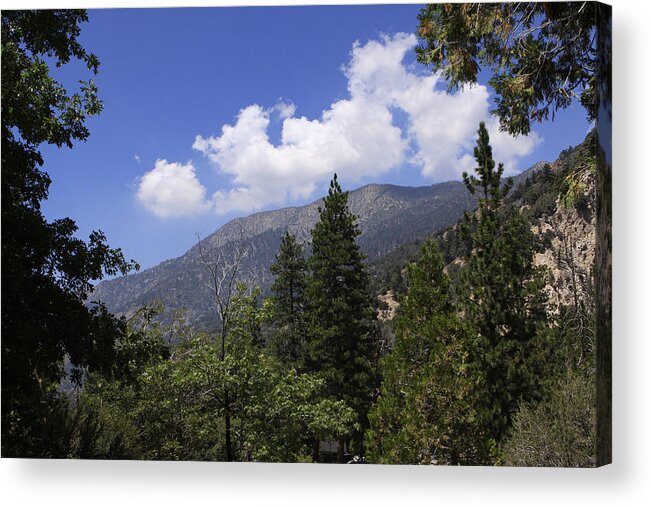 Pine Trees Acrylic Print featuring the photograph Pine Trees at Forest Falls by Karen Ruhl