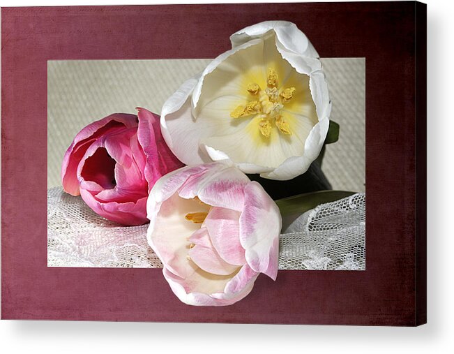 Tulips.liliaceae Acrylic Print featuring the photograph Pink And White Tulips Framed by Phyllis Denton