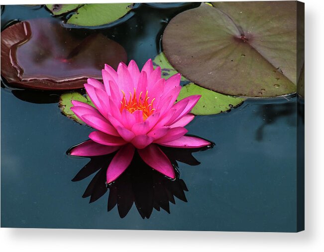 Flower Acrylic Print featuring the photograph Pink Beauty by Tom and Pat Cory