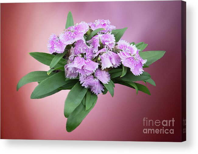 Flowers Acrylic Print featuring the photograph Pink Blooming Plant by Linda Phelps