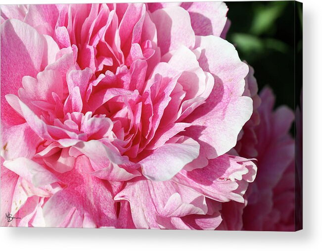 Pink Acrylic Print featuring the photograph Pink Blush Peony by Mary Anne Delgado