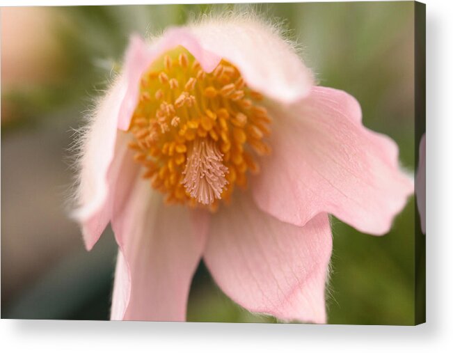 Connie Handscomb Acrylic Print featuring the photograph Pink Cashmere by Connie Handscomb