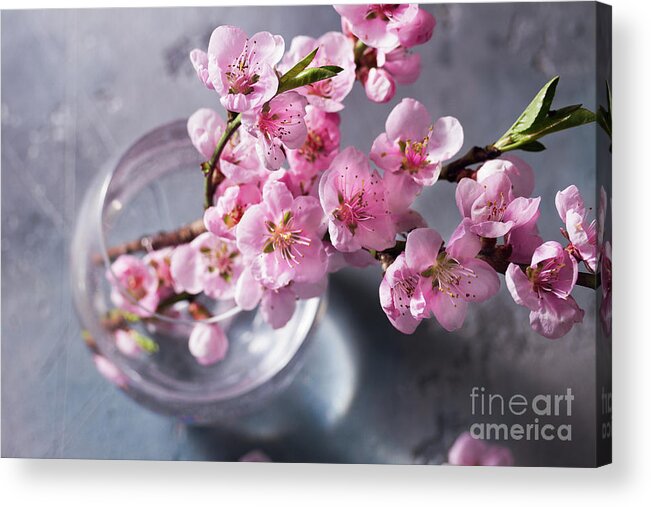 Cherry Acrylic Print featuring the photograph Pink Cherry Blossom by Anastasy Yarmolovich