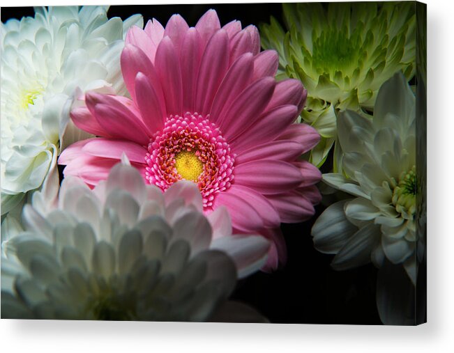 Blooming Acrylic Print featuring the photograph Pink Daisy Surrounded by White Dahlias by Dennis Dame