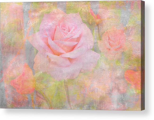 Rose Acrylic Print featuring the photograph Pink Delicacy by Marina Kojukhova