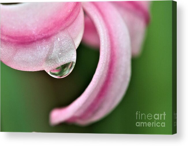 Pink Acrylic Print featuring the photograph Pink Droplet by Tracey Lee Cassin