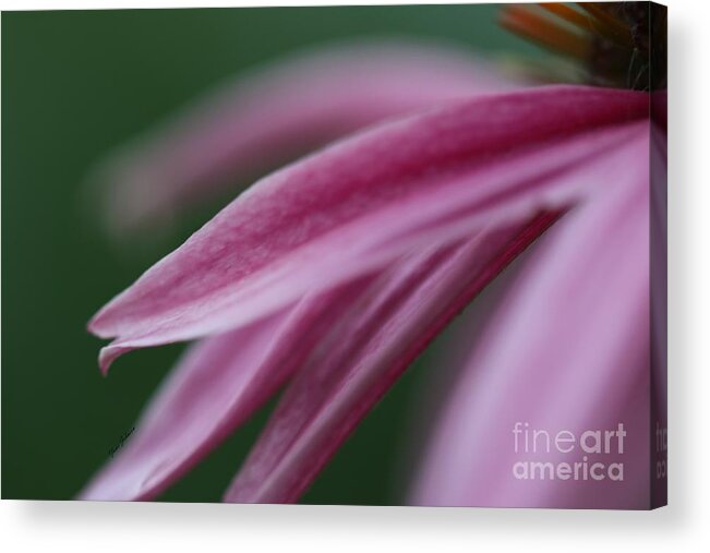 Pink Petals Acrylic Print featuring the photograph Pink Elegance by Yumi Johnson