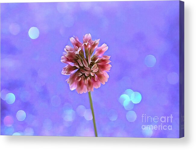 Clover Acrylic Print featuring the photograph Pink Fairy by Krissy Katsimbras