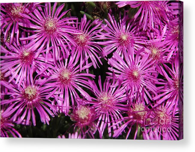 Firework Acrylic Print featuring the photograph Pink firework by Yumi Johnson