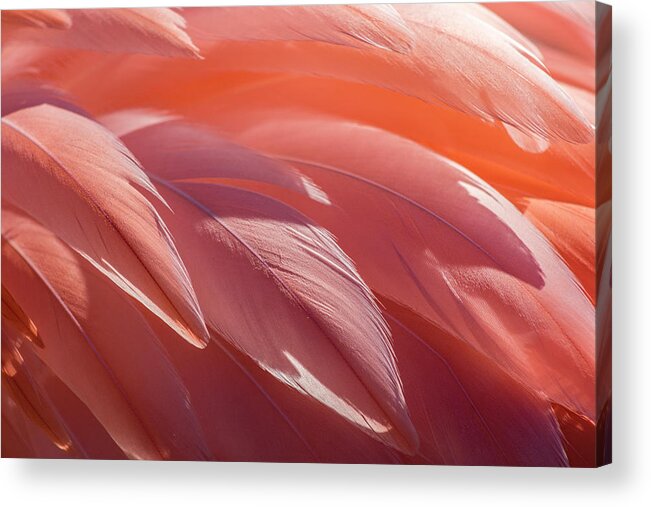 Abstract Acrylic Print featuring the photograph Pink Flamingo by Holly Ross